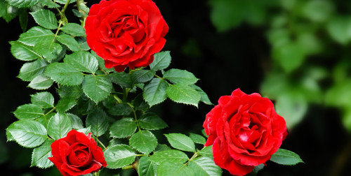 rose pruning rose pruning